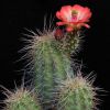 Vai alla scheda di Echinocereus coccineus