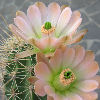 Vai alla scheda di Echinocereus coccineus ssp. rosei