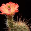 Vai alla scheda di Echinocereus coccineus v. rosei