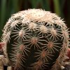 Vai alla scheda di Echinocereus ctenoides