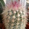 Vai alla scheda di Echinocereus dasyacanthus