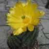 Vai alla scheda di Echinocereus dasyacanthus ssp. rectispinus