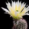 Vai alla scheda di Echinocereus dasyacanthus v. rectispinus