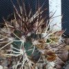 Vai alla scheda di Echinocereus davisii