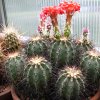 Vai alla scheda di Echinocereus durangensis