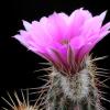 Vai alla scheda di Echinocereus engelmannii