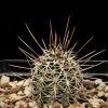 Vai alla scheda di Echinocereus engelmannii f. variegatus