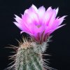 Vai alla scheda di Echinocereus engelmannii v. chrysocentrus