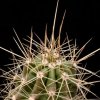 Vai alla scheda di echinocereus enneacanthus