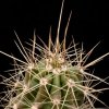 Vai alla scheda di Echinocereus enneacanthus