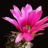 Vai alla scheda di Echinocereus fendleri ssp. kuenzleri