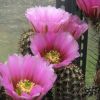 Vai alla scheda di Echinocereus fendleri v. bonkerae