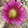 Vai alla scheda di Echinocereus fendleri v. boyce-thompsonii