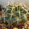 Vai alla scheda di Echinocereus fendleri v. kuenzleri