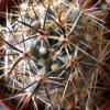 Vai alla scheda di Echinocereus ferreirianus ssp. lindsayi