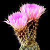 Vai alla scheda di Echinocereus fitchii