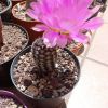 Vai alla scheda di Echinocereus fitchii ssp. armatus