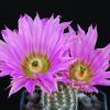 Vai alla scheda di Echinocereus fobeanus ssp. metornii