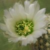 Vai alla scheda di Echinocereus grandis