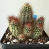 Vai alla scheda di Echinocereus huitcholensis