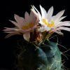 Vai alla scheda di Echinocereus knippelianus ssp. kruegeri