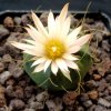 Vai alla scheda di Echinocereus knippelianus v. kruegeri