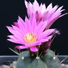 Vai alla scheda di Echinocereus knippelianus v. reyesii