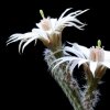 Vai alla scheda di Echinocereus leucanthus