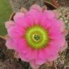 Vai alla scheda di Echinocereus lloydii