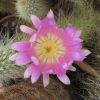 Vai alla scheda di Echinocereus longisetus ssp. delaetii