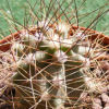 Vai alla scheda di Echinocereus mapimiensis