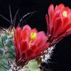 Vai alla scheda di Echinocereus mojavensis