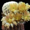 Vai alla scheda di Echinocereus neocapillus