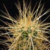 Vai alla scheda di Echinocereus nicholii