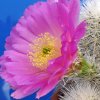 Vai alla scheda di Echinocereus nivosus