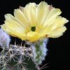 Vai alla scheda di Echinocereus ochoterenae