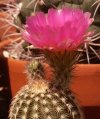 Vai alla scheda di Echinocereus oklahomensis