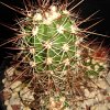 Vai alla scheda di Echinocereus pacificus