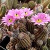 Vai alla scheda di Echinocereus pamanesiorum