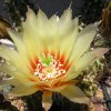 Vai alla scheda di Echinocereus papillosus