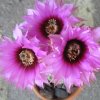 Vai alla scheda di Echinocereus pectinatus