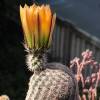 Vai alla scheda di Echinocereus pectinatus ssp. wenigeri