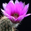 Vai alla scheda di Echinocereus pectinatus v. chrysacanthus