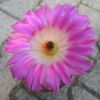 Vai alla scheda di Echinocereus pectinatus v. rigidissimus