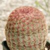 Vai alla scheda di Echinocereus pectinatus v. rubispinus