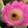 Vai alla scheda di Echinocereus pectinatus v. rubrispinus