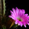 Vai alla scheda di Echinocereus pentalophus ssp. leonensis