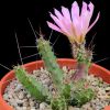 Vai alla scheda di Echinocereus pentalophus ssp. procumbens