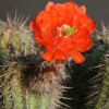 Vai alla scheda di Echinocereus polyacanthus v. densus