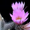 Vai alla scheda di Echinocereus poselgeri